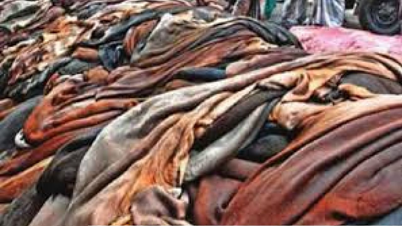 ঈদ সামনে রেখে চামড়া ব্যবসায় অর্থপ্রবাহ বাড়ানোর উদ্যোগ