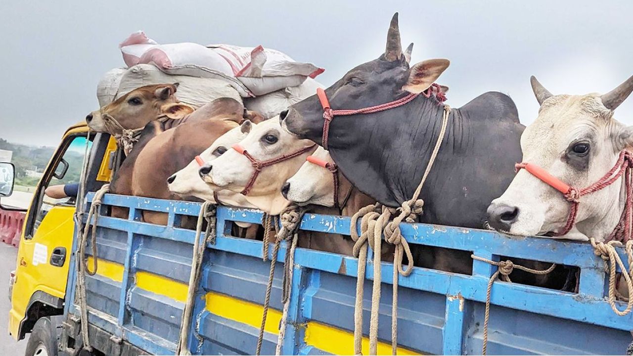 লাভের আশায় ঢাকায়, শেষে চোখে শুধুই হতাশা