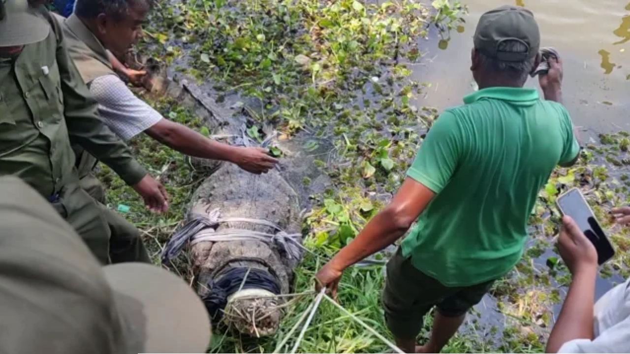 শিশুর মৃত্যুর পর খানজাহান আলীর মাজারের দীঘি থেকে সরানো হলো কুমির
