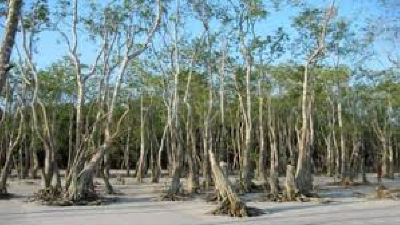 পরগাছার আক্রমণে বিপর্যয়ের মুখে সুন্দরী